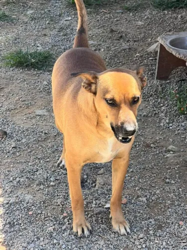 Cão Teddy para adoção 