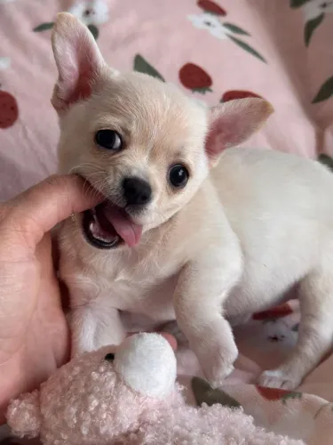 CHIHUAHUA amor em forma de pelúcia 