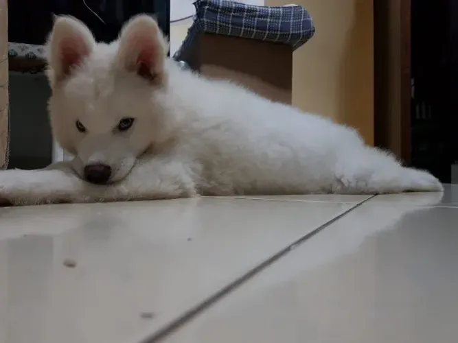 Husky Siberiano Padrão CBKC