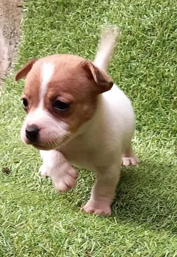 Jack Russel fêmea linda na cor tricolor!!