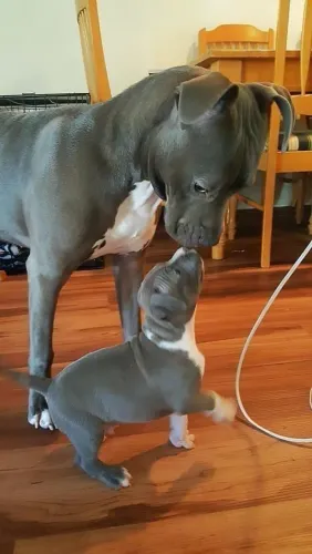 Dois filhotes de Pitbull pai lindo e filho maravilhoso 