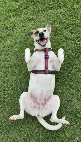 Cachorrinho macho para adoção 2 anos