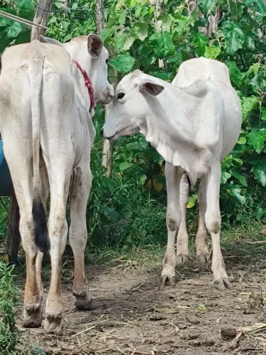 Vende-se esterco de gado curtido para plantass..