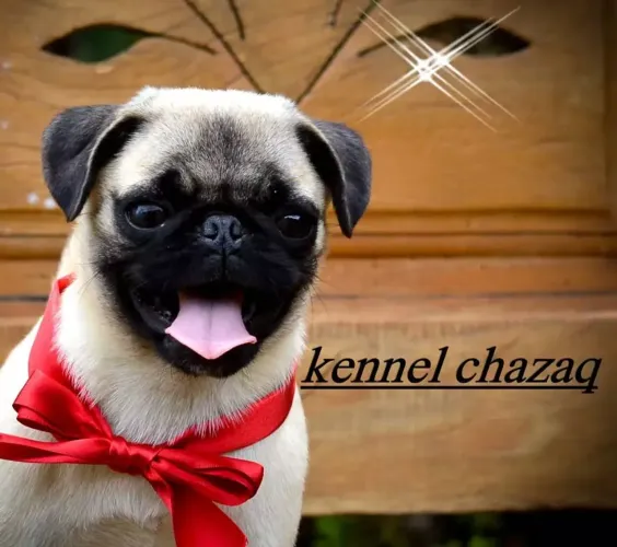 Pug filhota - toda clarinha para Sorocaba e região 