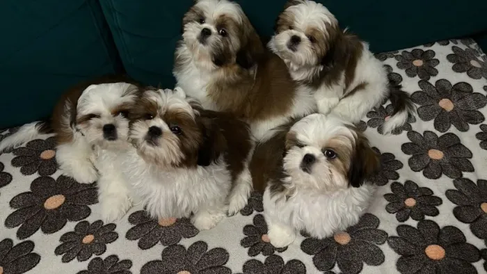 Shih-Tzu branco e creme super pequenos