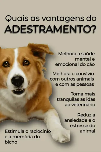 Adestrador profissional.