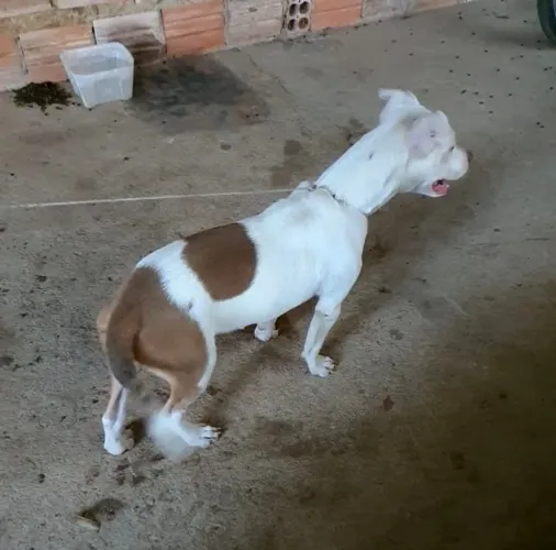 Doação pitibull 
