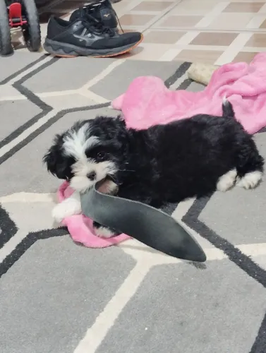 Cachorra