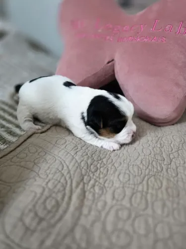 Venda de Jack Russel