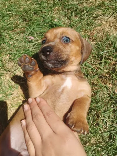 Salsichinha "Dachshund"