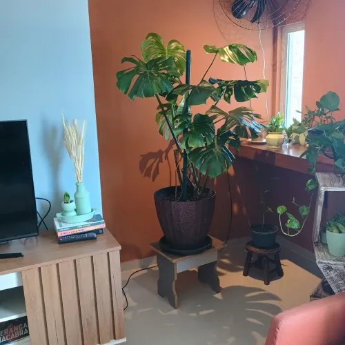 Planta costela de adao