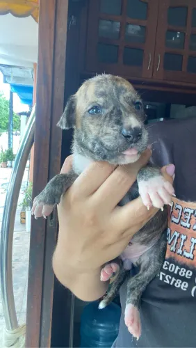 Cachorrinha