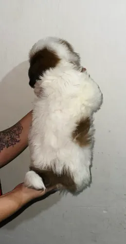 Filhote de Shih Tzu Macho