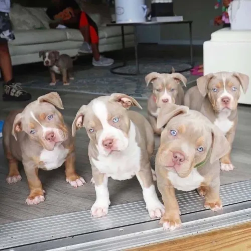 American Bully - Esse Filhote Vai Marca Sua Vida Para Sempre 