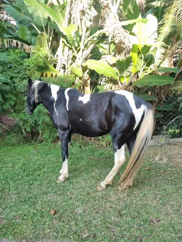 Cavalo Macho Inteiro 