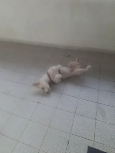 Doação de cachorro