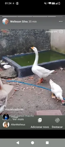 Vendo um ganso 