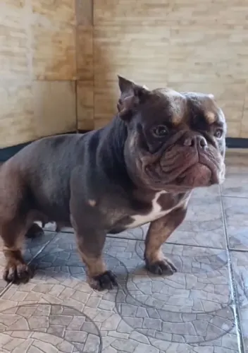  American Bully micro para PET