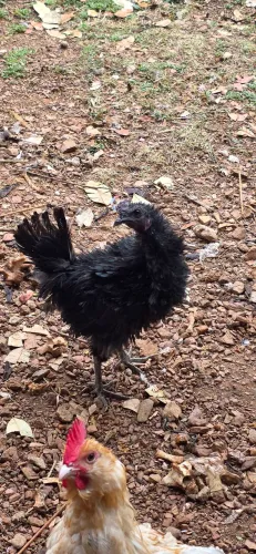 Frango mestiço arrepiado com Ayam Cemani
