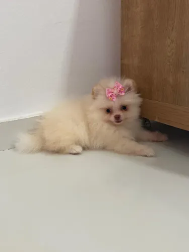 Fêmeas Branca Neves Disponíveis ? Lulu da Pomerânea Anão