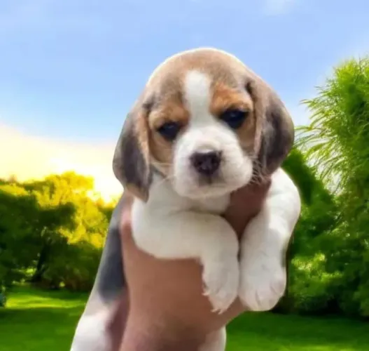 Lindo filhote de beagle macho apronta entrega