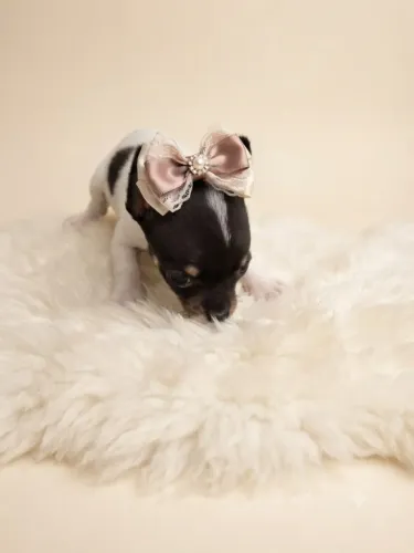 Pinscher Cheia de Energia