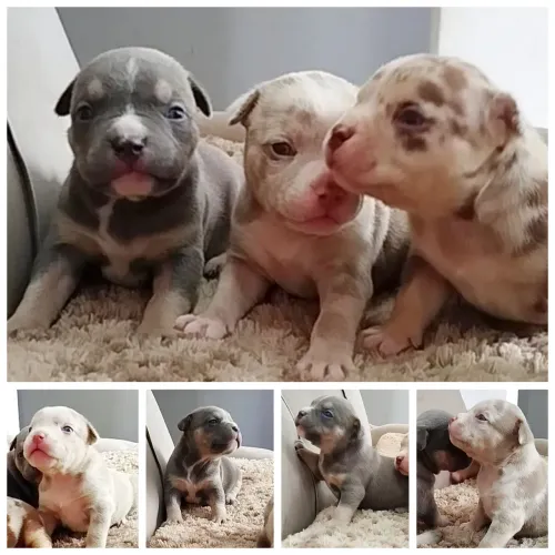Lindos filhotes de American Bully disponíveis para venda