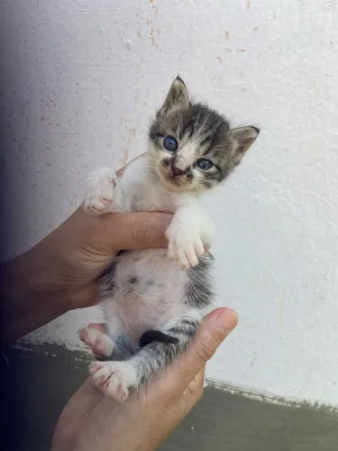 Gatos para adoção responsável