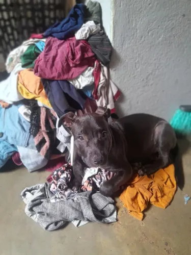 Vendo Pit Bull preto