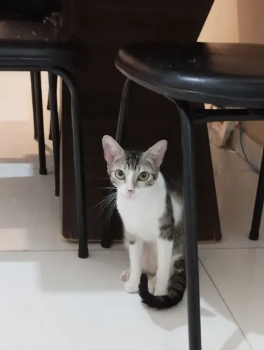 Doa-se gatinha nome amora tagarela 
