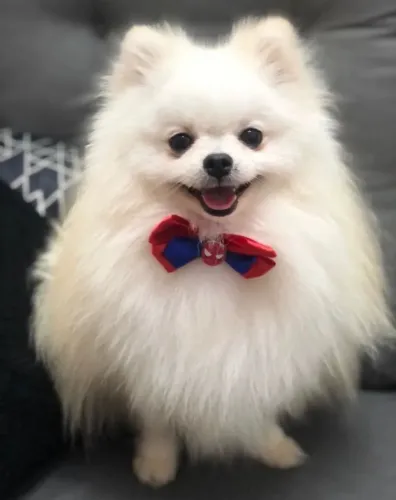 Vendo Lulu macho com sete meses
