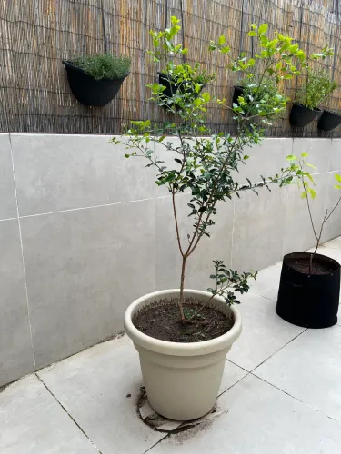 Muda de acerola (80 cm)