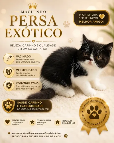 Gato persa exótico