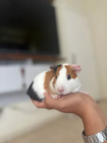 Porquinho da índia + cercado e acessórios
