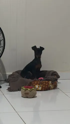 Pinscher 2 