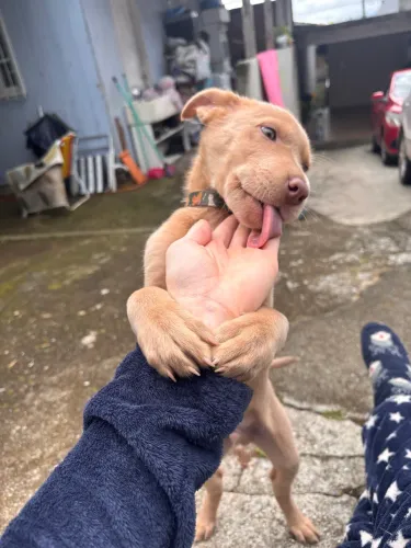 doa-se cachorro filhote