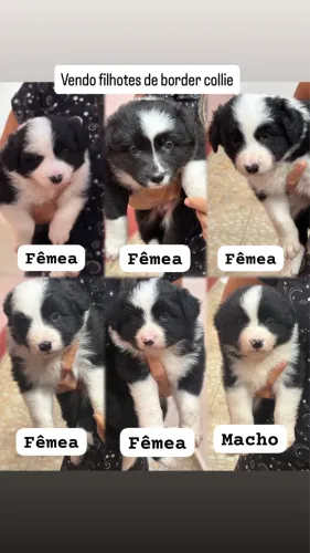 Vendo filhotes de border collie (puro)
