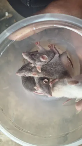 Rato twister