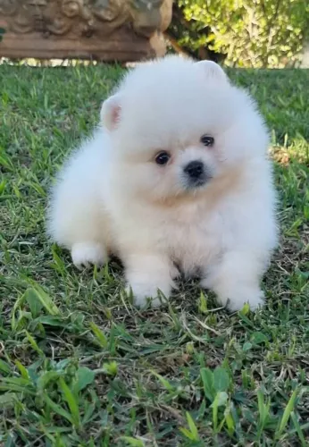Lindos Lulu Da Pomerânia 