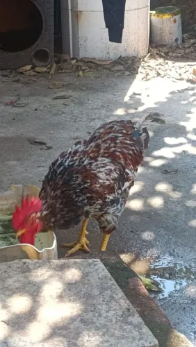 Galo