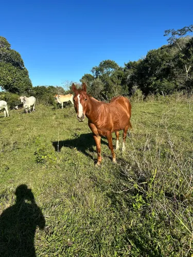 Potro