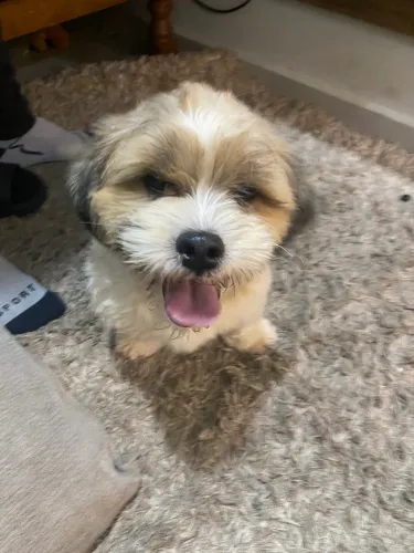 Procuro dono cachorro 