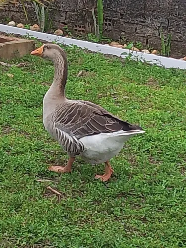 Vendo um lindo ganso 300 reais 