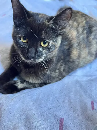 Doação de gato