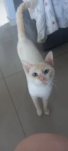 Doação Gato 