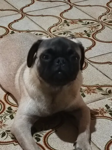 Pug macho com pedigree e todas as vacinas