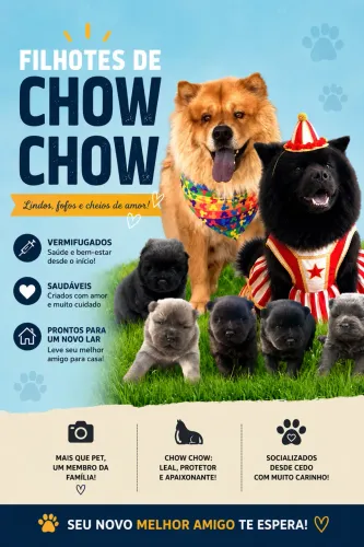 Vendo filhotes de Chow Chow