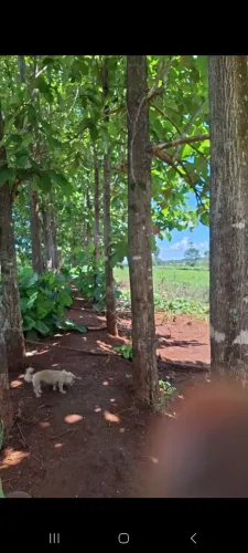 Madeira teca em pé 
