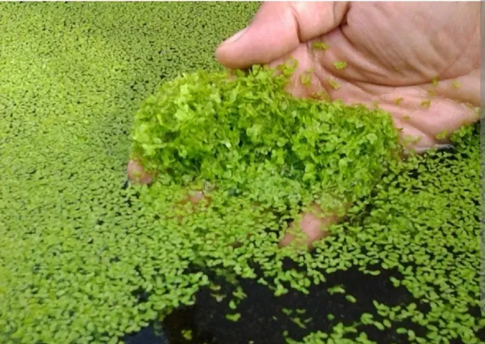 Planta flutuante Lemna Minor - Lentilha D'água.