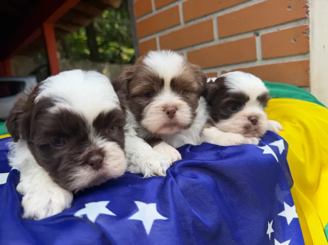 Shitzu macho chocolate/branco